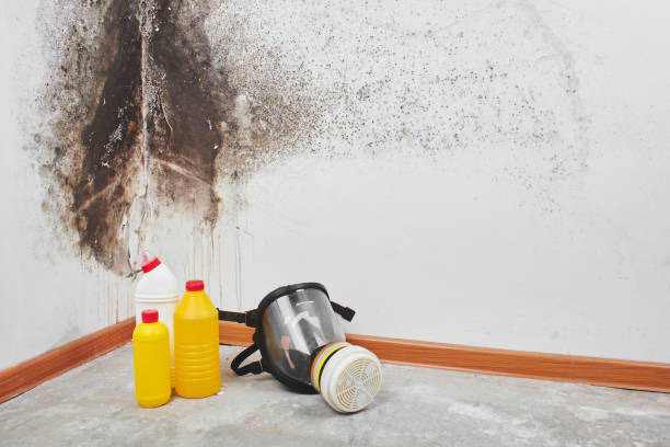Home Mold Removal in Lyford, TX