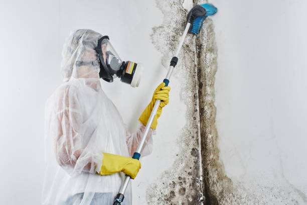 Trusted Lyford, TX Mold Removal Experts