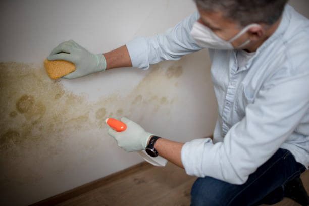 Best Attic Mold Removal  in Lyford, TX