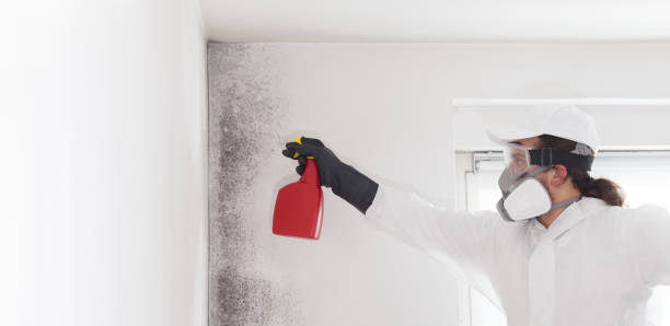 Best Same-Day Mold Removal  in Lyford, TX