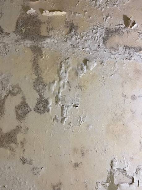 Best Black Mold Removal  in Lyford, TX