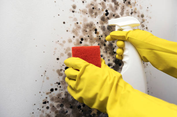 Best Mold Cleaning Services  in Lyford, TX