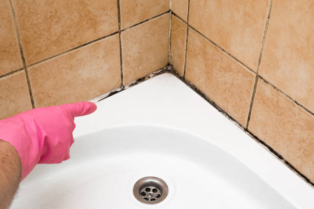 Best Same-Day Mold Removal  in Lyford, TX
